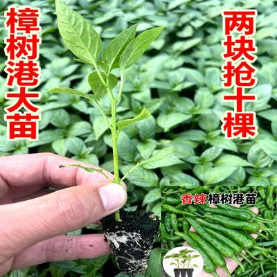 正宗湖南樟树港辣椒苗带士球高产薄皮小青尖椒种子阳台盆栽蔬菜秧