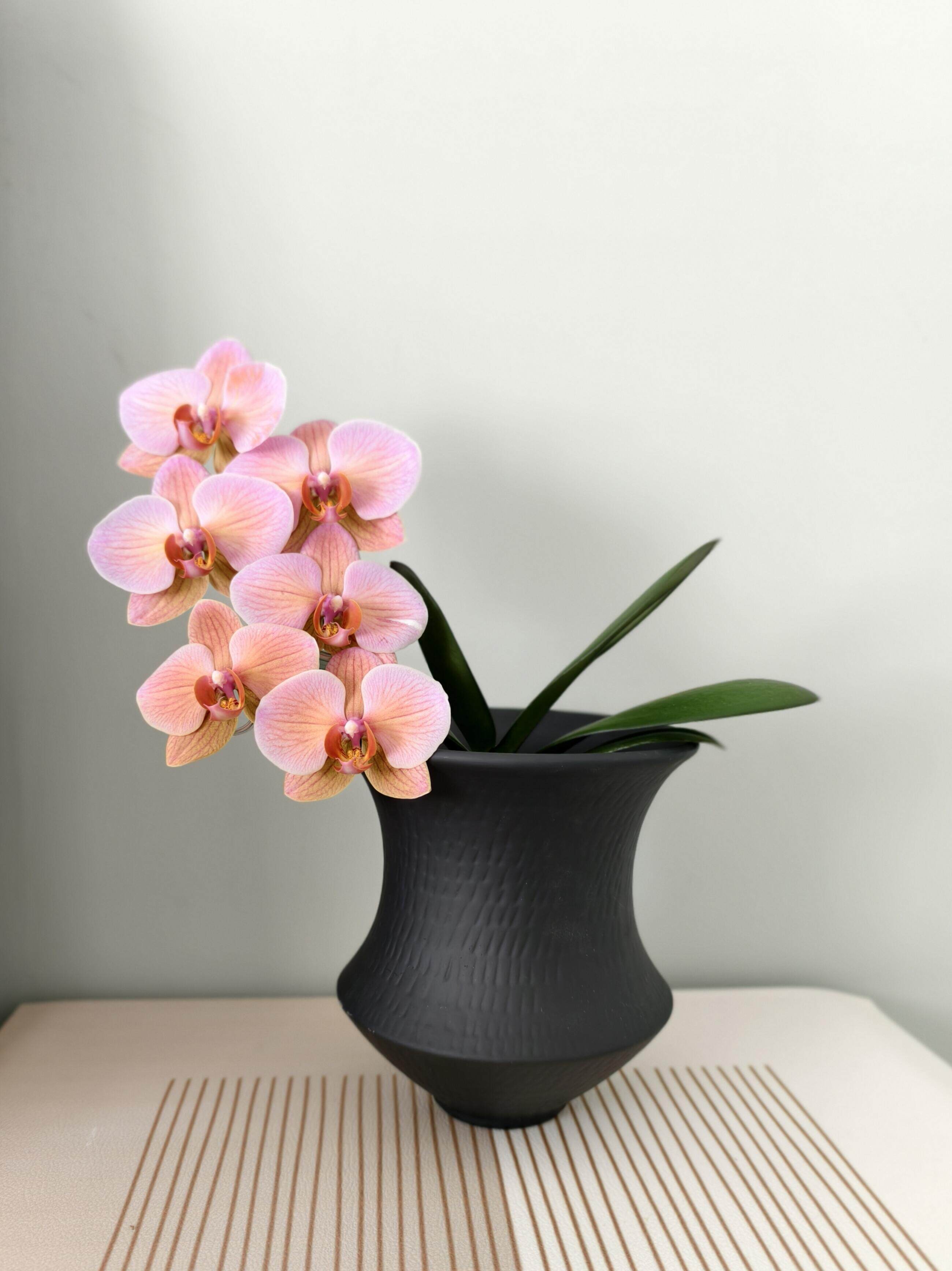 【粉橘点点】蝴蝶兰2.8寸单花剑室内盆栽大花浓香型四季开花绿植