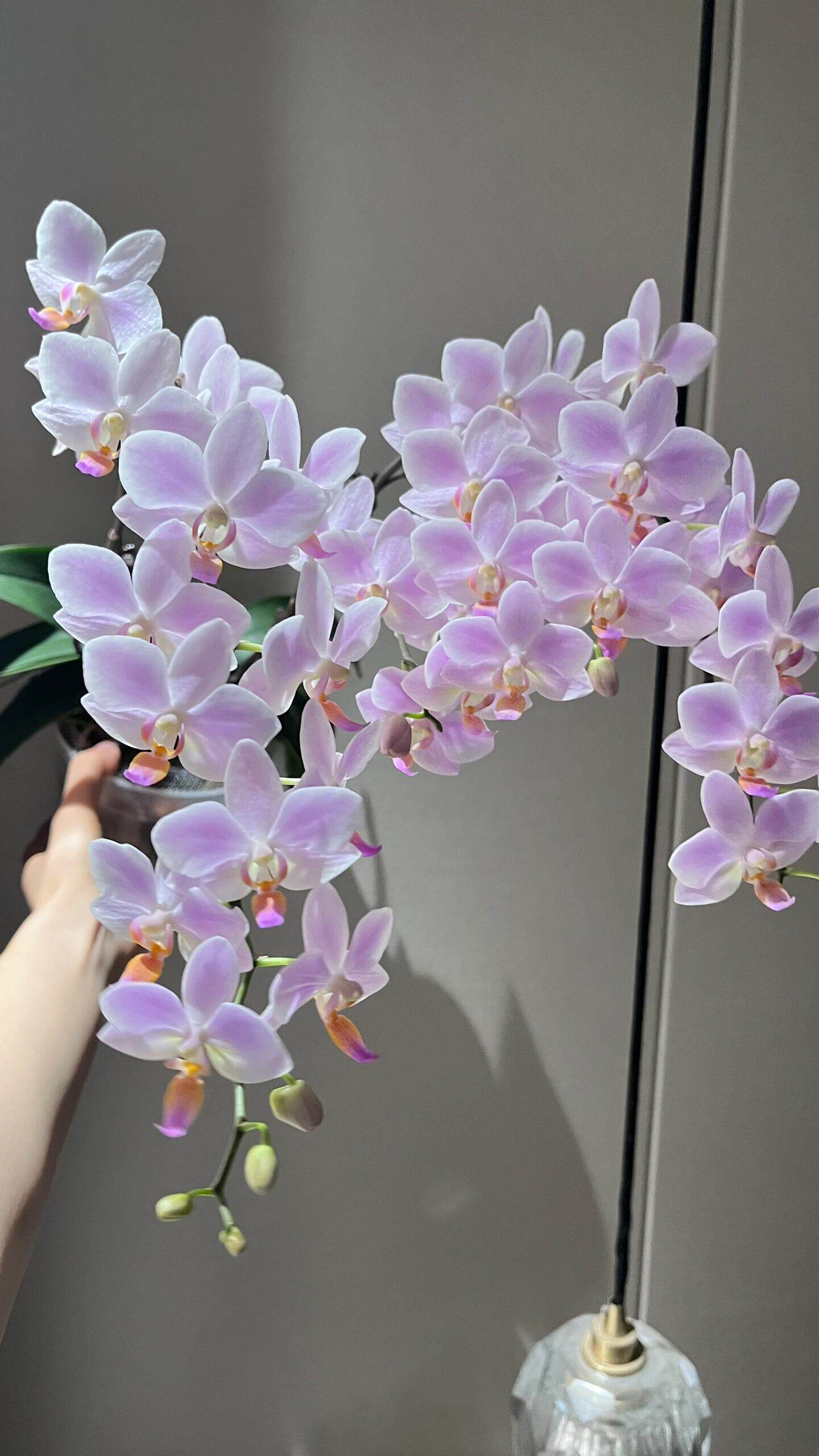 花期室内客厅绿植盆栽花卉植物四季开