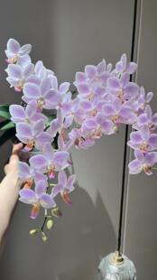 粉残雪蝴蝶兰2.8【单花剑】花期室内客厅绿植盆栽花卉植物四季开