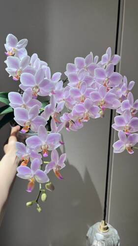 粉残雪蝴蝶兰2.8【单花剑】花期室内客厅绿植盆栽花卉植物四季开