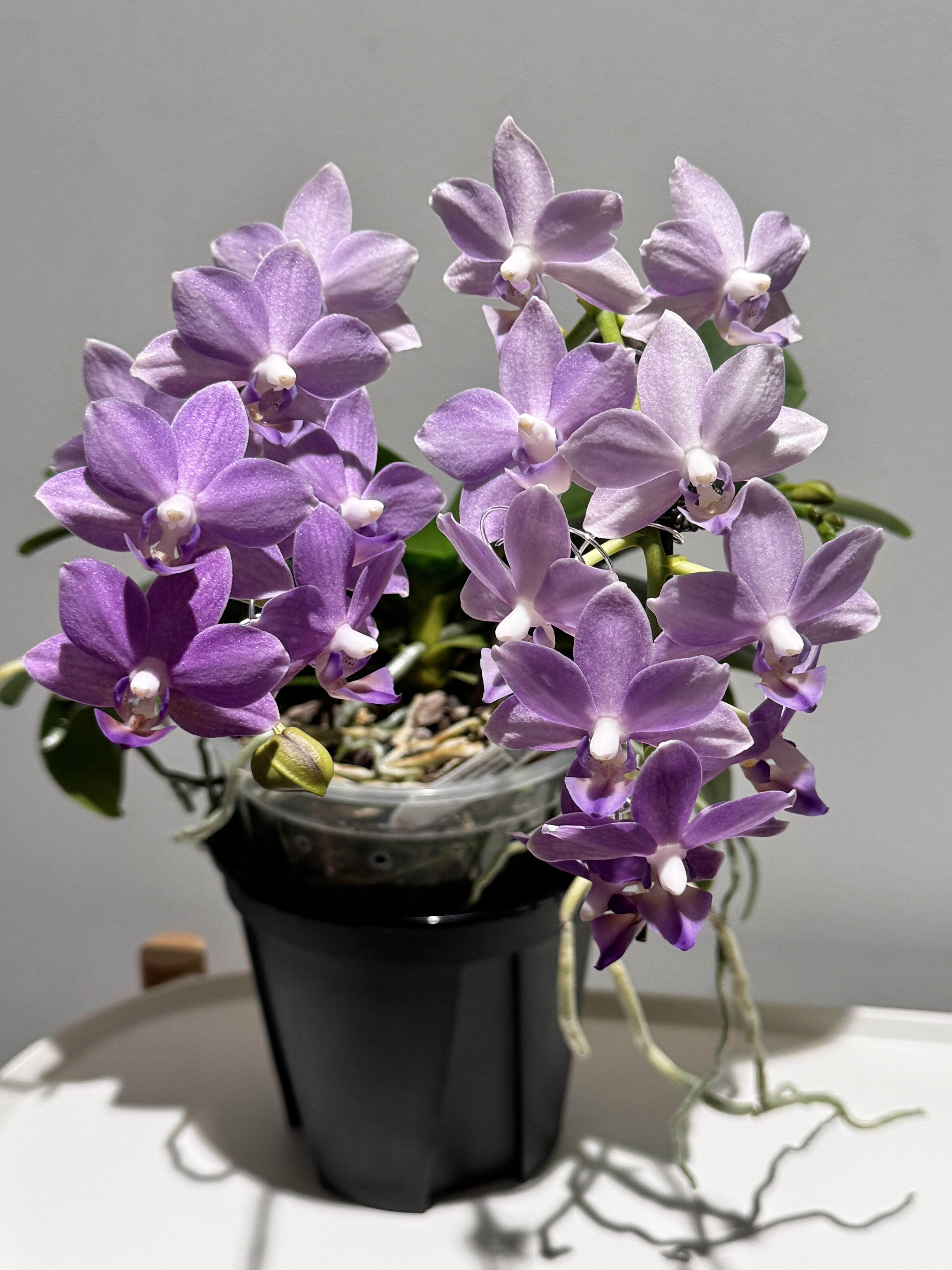 紫玉铃铛蝴蝶兰2.8寸单花剑室内客厅盆栽丰花浓香型花期长花卉