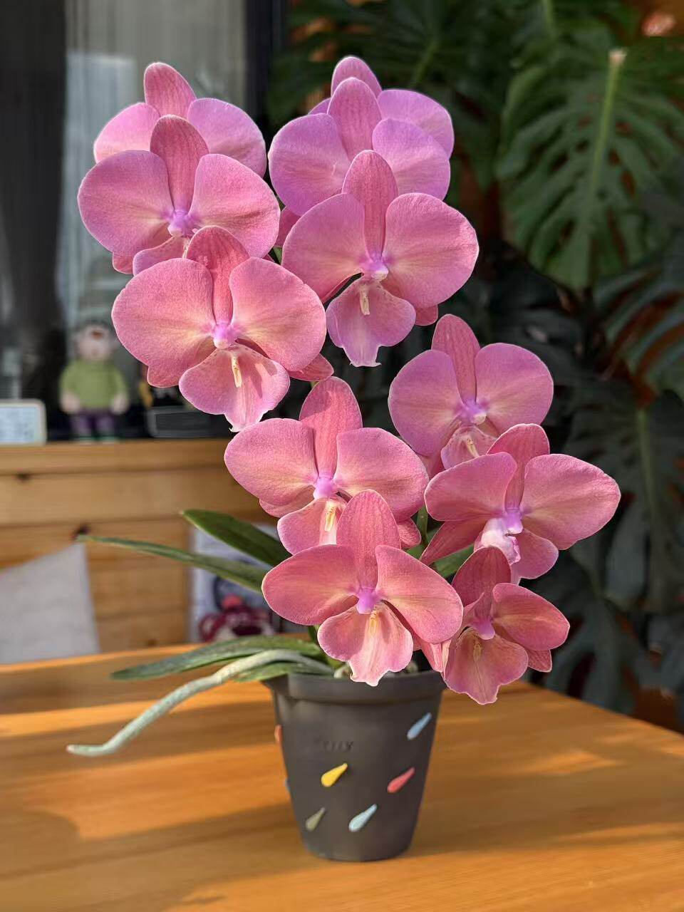 琉璃樱吻蝴蝶兰2.8单花剑室内客厅绿植盆栽大花浓香型花卉阳台