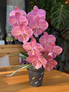 琉璃樱吻蝴蝶兰2.8单花剑室内客厅绿植盆栽大花浓香型花卉阳台