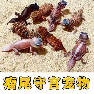 瘤尾守宫活体蜥蜴爬宠物北部棘皮瘤尾横带皮伯乐伯纳蒂西部流星等