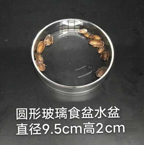 鬃狮蜥食盆水盆豹纹守宫蜥蜴乌龟角蛙水盆泡澡盆高透玻璃盆钙粉盆