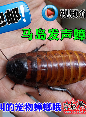 马岛发声蟑螂活体宠物马达加斯加