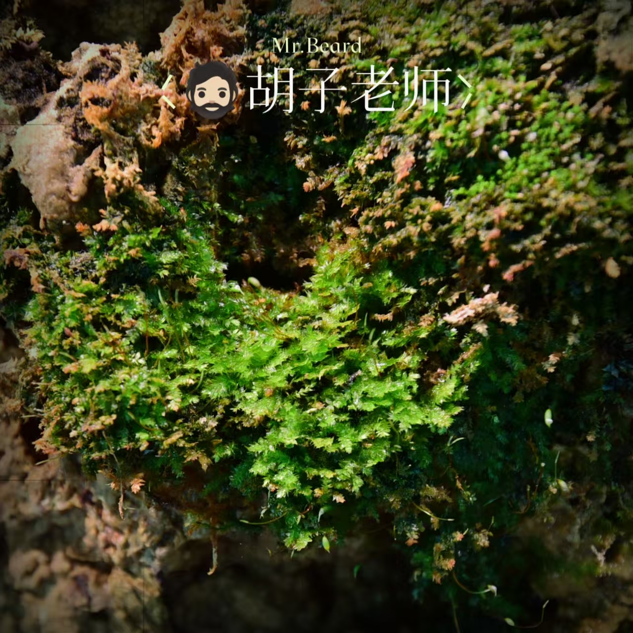 苔藓客厅办公室微景观净化空气