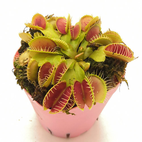 花市捕蝇草价格 花市捕蝇草图片 星期三