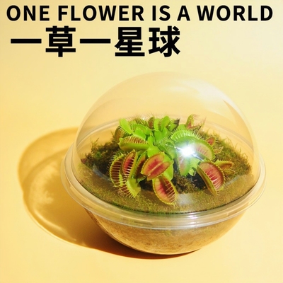 新奇趣植物星球解压礼品30天包活