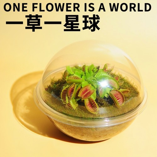 新奇趣植物星球解压礼品30天包活
