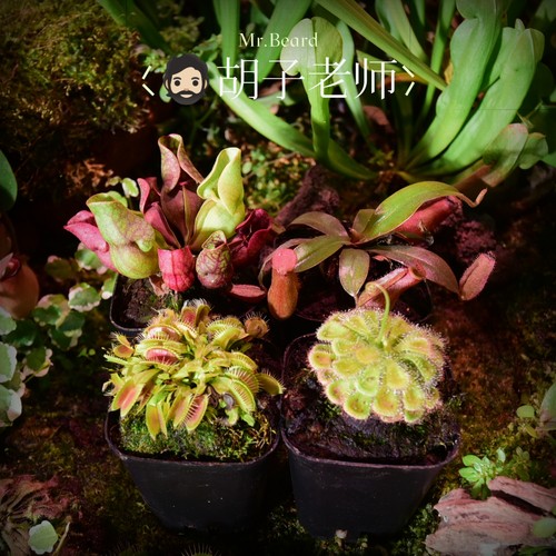简单易养趣味植物办公室客厅驱蚊