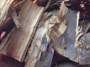 东北野生山核桃树根 树根皮 山核桃树皮 山核桃树根外皮