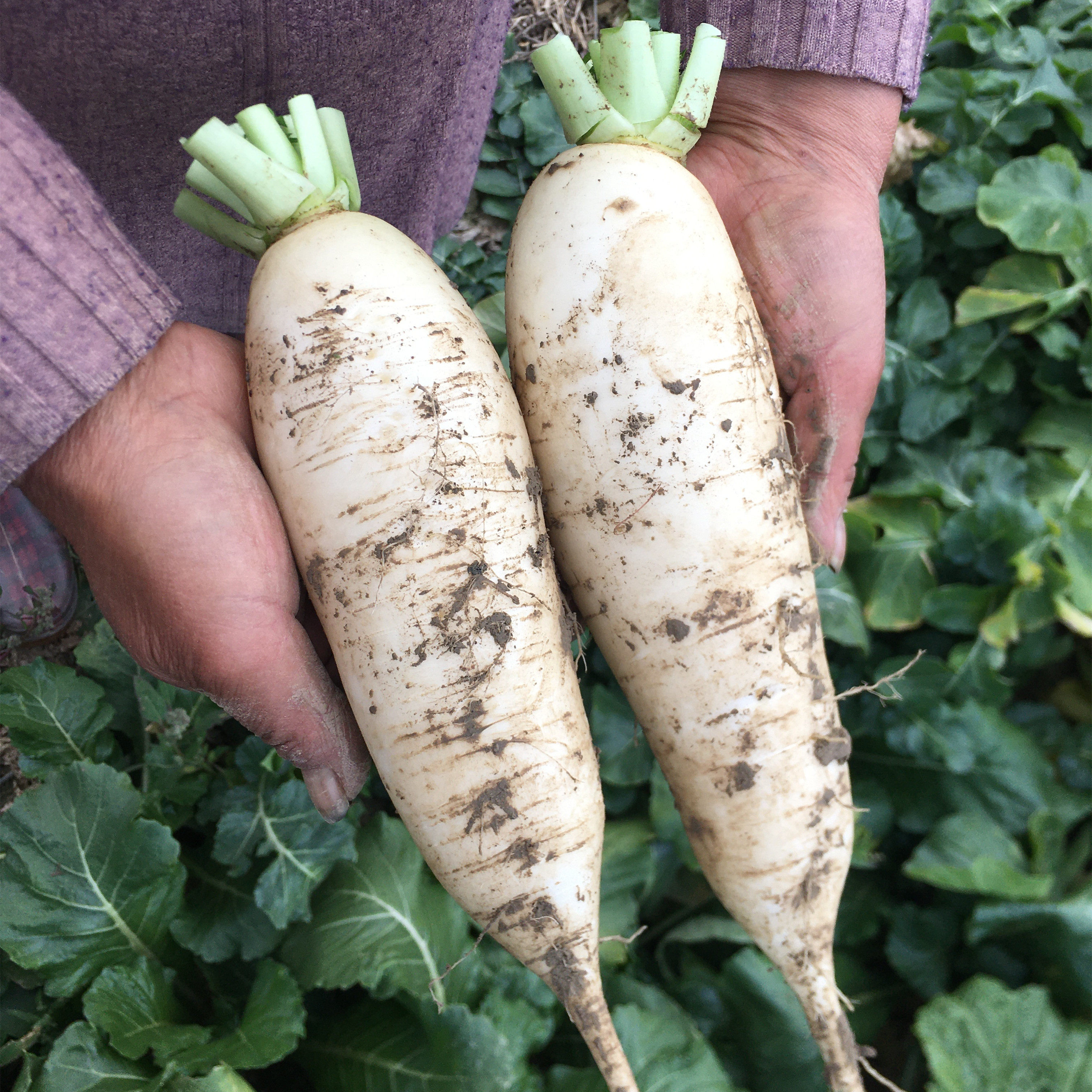 新鲜萝卜 露天白萝卜 脆嫩长萝卜当季时令蔬菜清脆爽口可腌菜泡菜,水产肉类/新鲜蔬果/熟食,萝卜/胡萝卜,淘宝优惠券,粉丝福利购,淘宝优惠卷