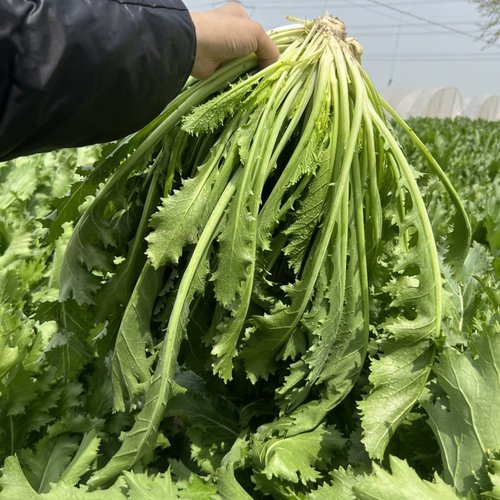 雪里红雪菜雪里蕻新鲜现摘现发