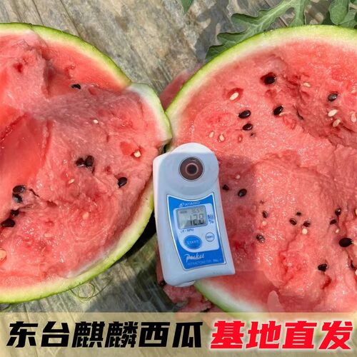 东台8424西瓜冰糖麒麟瓜新鲜水果