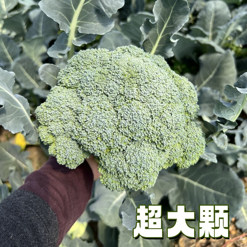 新鲜西兰花花椰菜农家种植青菜花时令蔬菜西蓝花绿菜花
