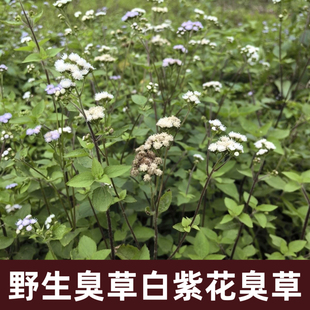 野生白紫花臭草现摘臭垆草白花香草白花臭草胜红蓟新鲜中草药材