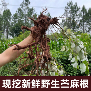 广东现挖现发正宗野生苎麻根 白麻根/野麻根新鲜直达自然无添加