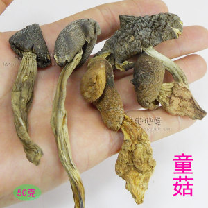 鸡枞菌蚂蚁鸡枞菇鸡棕菌山塔菌鸡肉菌童菇骨朵菇精品50克菌王汤料