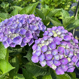 原野先生花园 （2加仑 魔幻系列）绣球植物水晶夏洛特革命珊瑚等