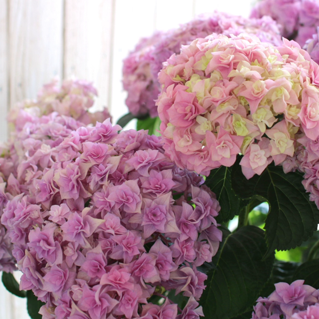 原野先生花园（2加仑 翼）阳台庭院盆栽地栽绣球植物夏季,鲜花速递/花卉仿真/绿植园艺,绣球/木绣球/木本植物,淘宝优惠券,粉丝福利购,淘宝优惠卷
