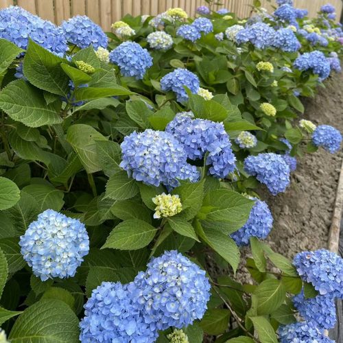 绣球无尽夏花手鞠绣球小苗