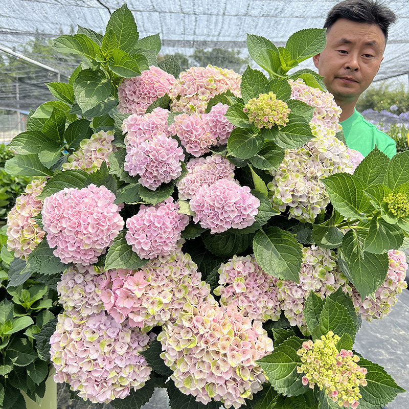 原野先生花园 （3加仑 魔幻革命）绣球花庭院大花盆栽春夏季粉色,鲜花速递/花卉仿真/绿植园艺,绣球/木绣球/木本植物,淘宝优惠券,粉丝福利购,淘宝优惠卷