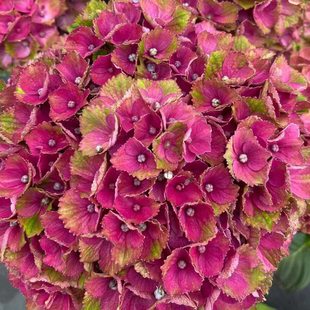 原野先生花园 绣球花盆栽 2加仑魔幻夏洛特