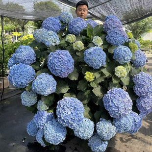 阳台庭院盆栽地栽绣球植物夏季 原野先生花园 2加仑蓝宝石皇后