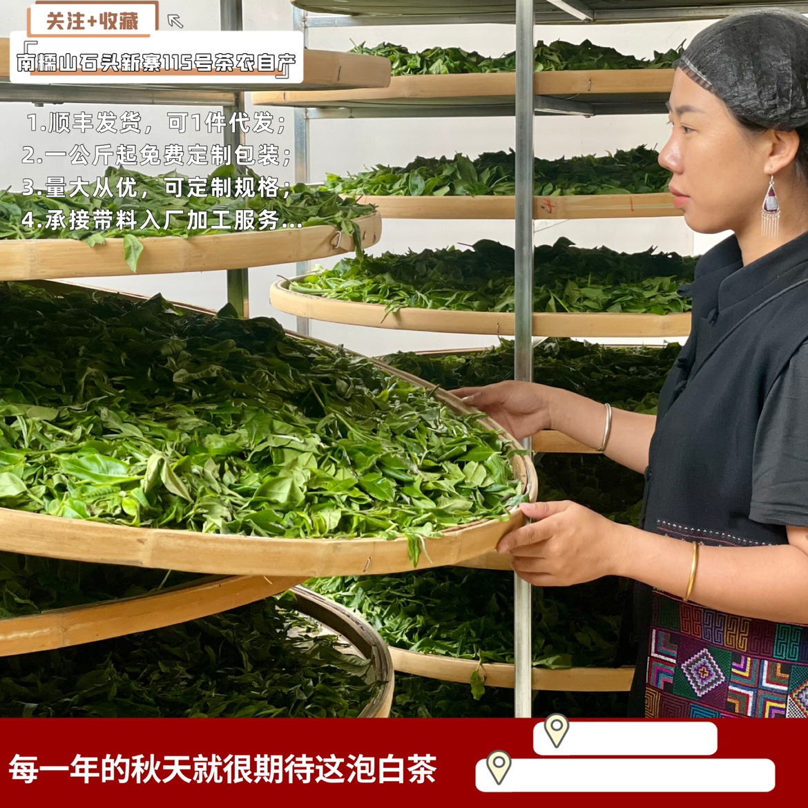 2024秋南糯山古树日晒白茶勐海农自产新品定制直销