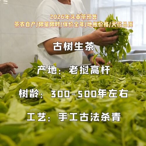 2026头春高杆古树老挝深山秘境挑采普洱生茶饼茶农自产