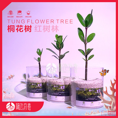桐花树红树苗海水植物海缸