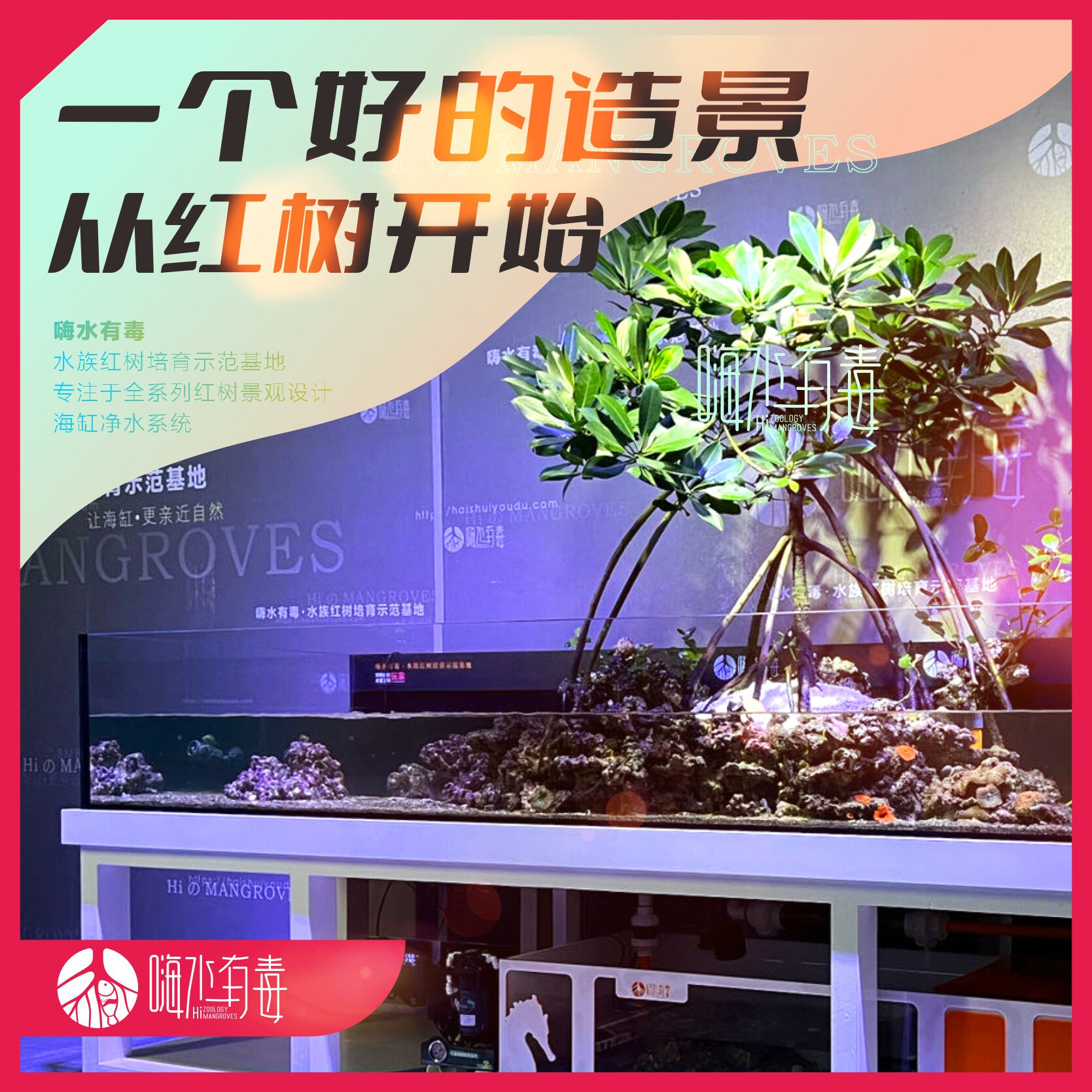人工培育红树苗 海水红树  红树种子 原生海缸造景 海水植物实验