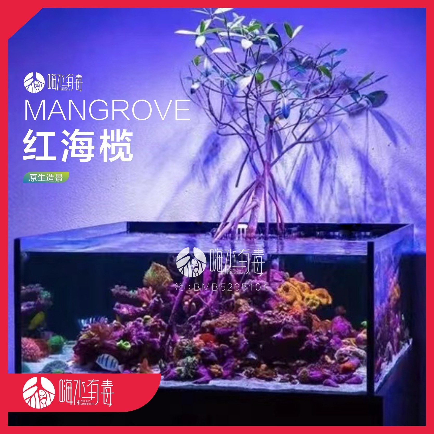 海缸造景红树苗红海榄海树
