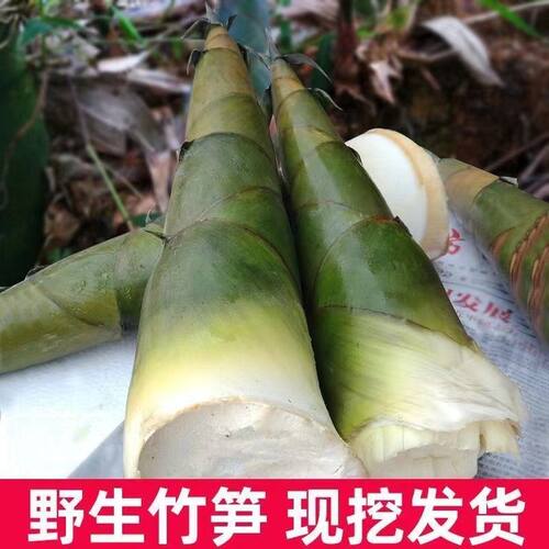 福建漳州漳浦南浦乡麻竹笋现挖现发夏季竹笋苦笋可做酸笋批发包邮