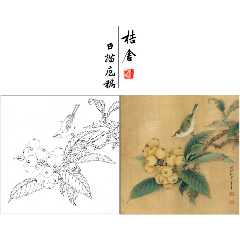【有步骤,大彩图】李晓明工笔画白描底稿《临宋枇杷绣羽图》kl06