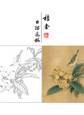 【有步骤、大彩图】李晓明工笔画白描底稿《临宋枇杷绣羽图》KL06