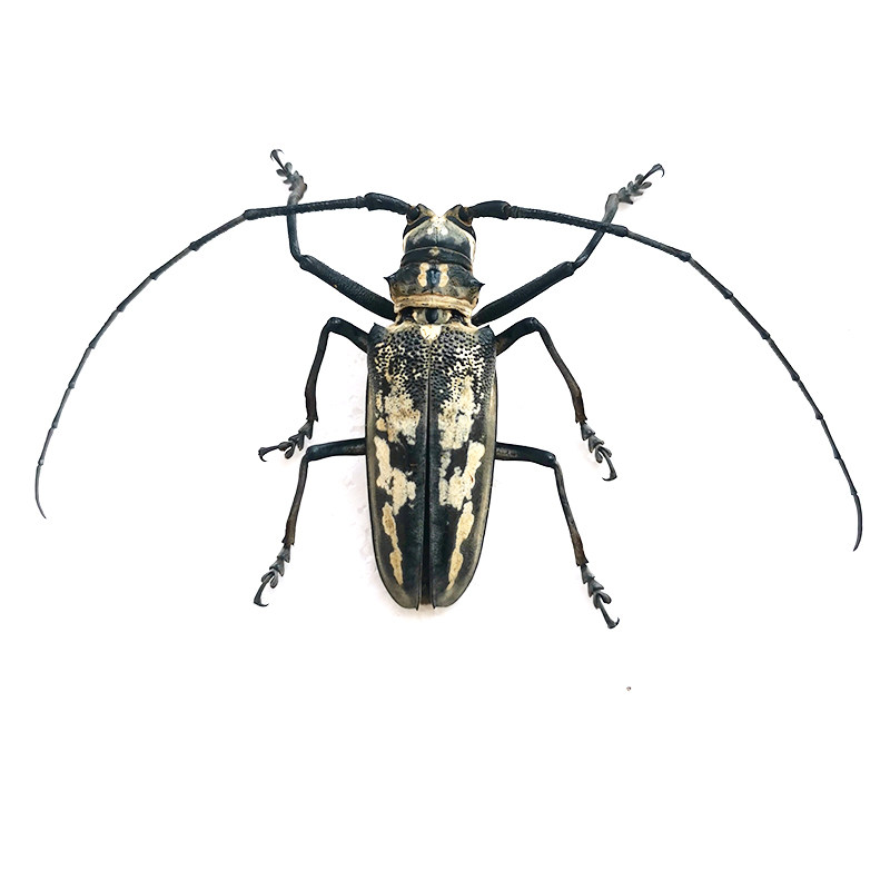 云斑天牛标本原虫湿虫 甲壳虫标本 diy造景材料 朋克材料