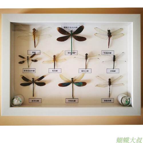 蜻蜓目昆虫标本10种收藏展示学校