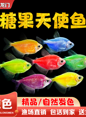 天使鱼活体观赏鱼大号七彩裙好养淡水群游荧光绿衣小型热带鱼批发