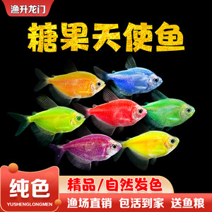天使鱼活体观赏鱼大号七彩裙好养淡水群游荧光绿衣小型热带鱼批发