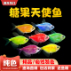 天使鱼活体观赏鱼大号七彩裙好养淡水群游荧光绿衣小型热带鱼批发