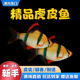虎皮鱼活体新手好养小型热带鱼淡水耐活四间群游鱼金观赏鱼苗 包邮