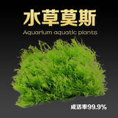水草造景水草种子活体淡水网片形造景装 饰鱼缸水族箱造景无土植物