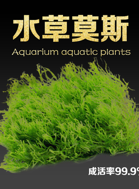 水草造景水草种子活体淡水网片形造景装饰鱼缸水族箱造景无土植物