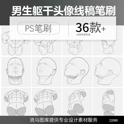 男性人体结构躯干头像姿势参考绘画辅助线稿ps笔刷procreate素材