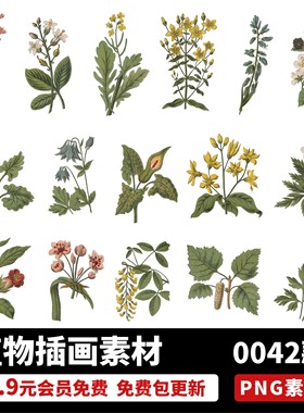 绿色草本植物花朵学卷复古植物手绘彩绘插图透明PNG图片设计素材