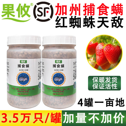 果攸捕食螨草莓红蜘蛛生物防治