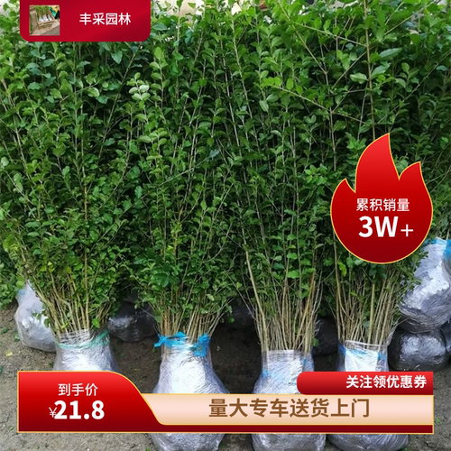 小叶女贞庭院别墅花园绿化绿篱四季常青耐寒植物绿化苗木